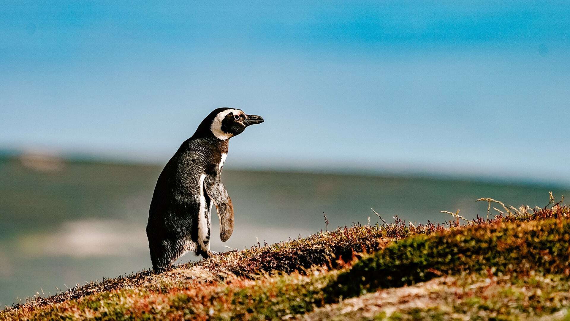 How Far Would you go for a Friend?  A penguin named Dindim travels 5,000 miles every year to visit with its rescuer.