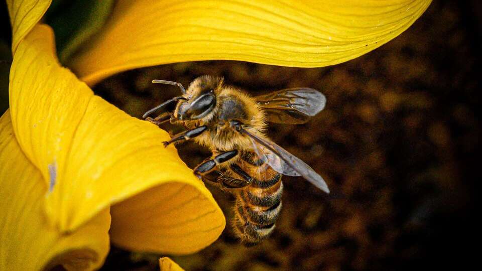 Bee Productive. How Teen is Helping To Save the Bees by Boosting Pollination.