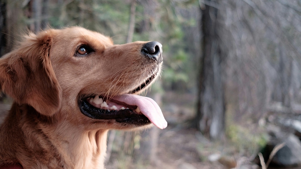 The Hero to our Four-legged Friends.